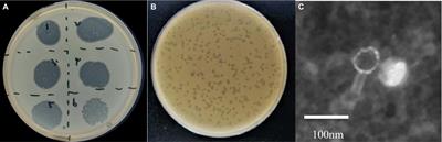 Biologic and genomic characterization of a novel virulent Aeromonas hydrophila phage phiA051, with high homology to prophages